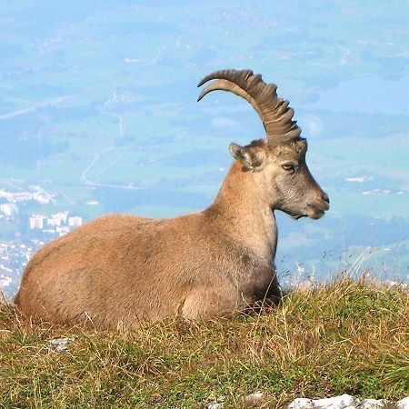 Fewo Berghex Пінсванг Екстер'єр фото